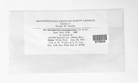 Sorosporium consanguineum image